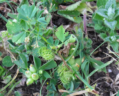 Medicago hispida